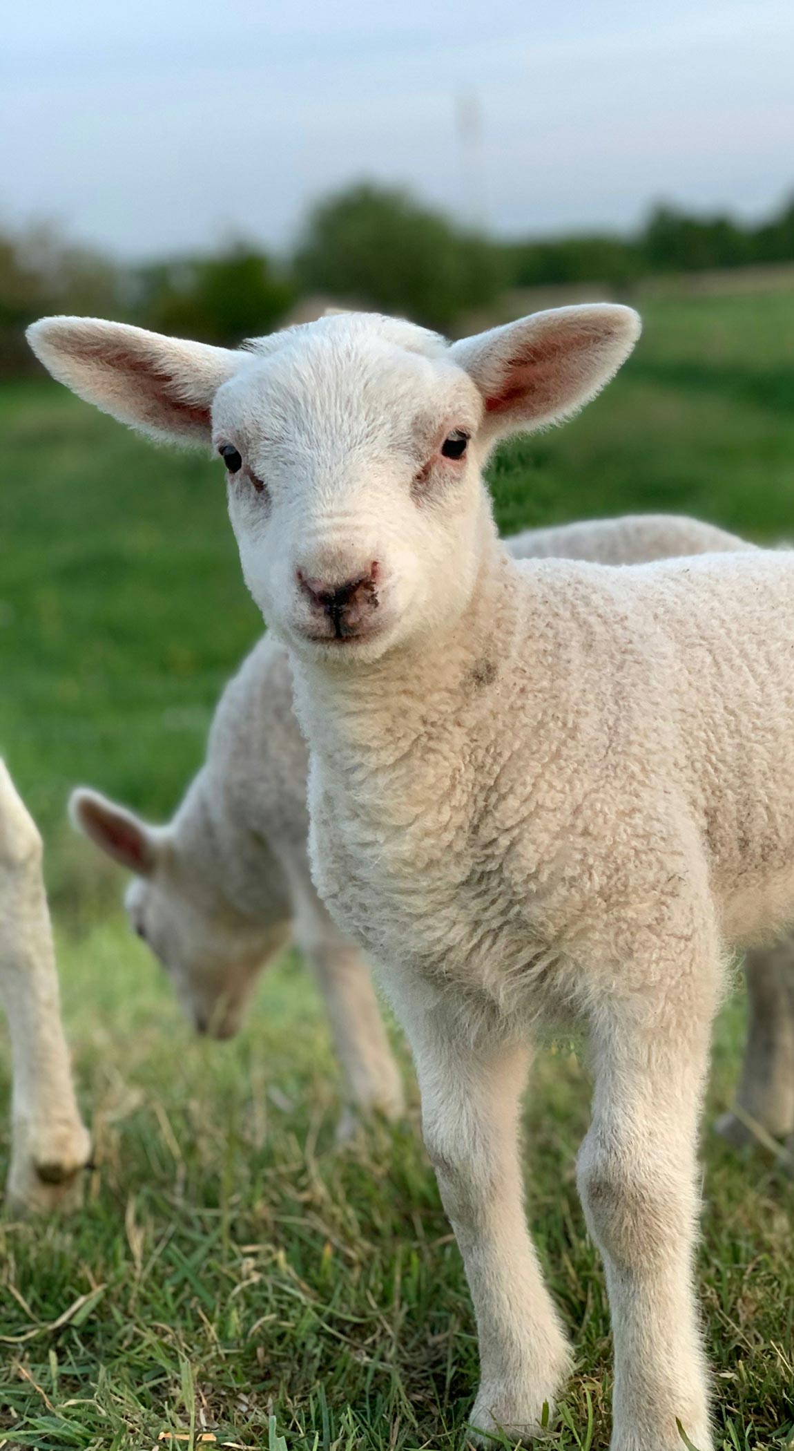 Lambs