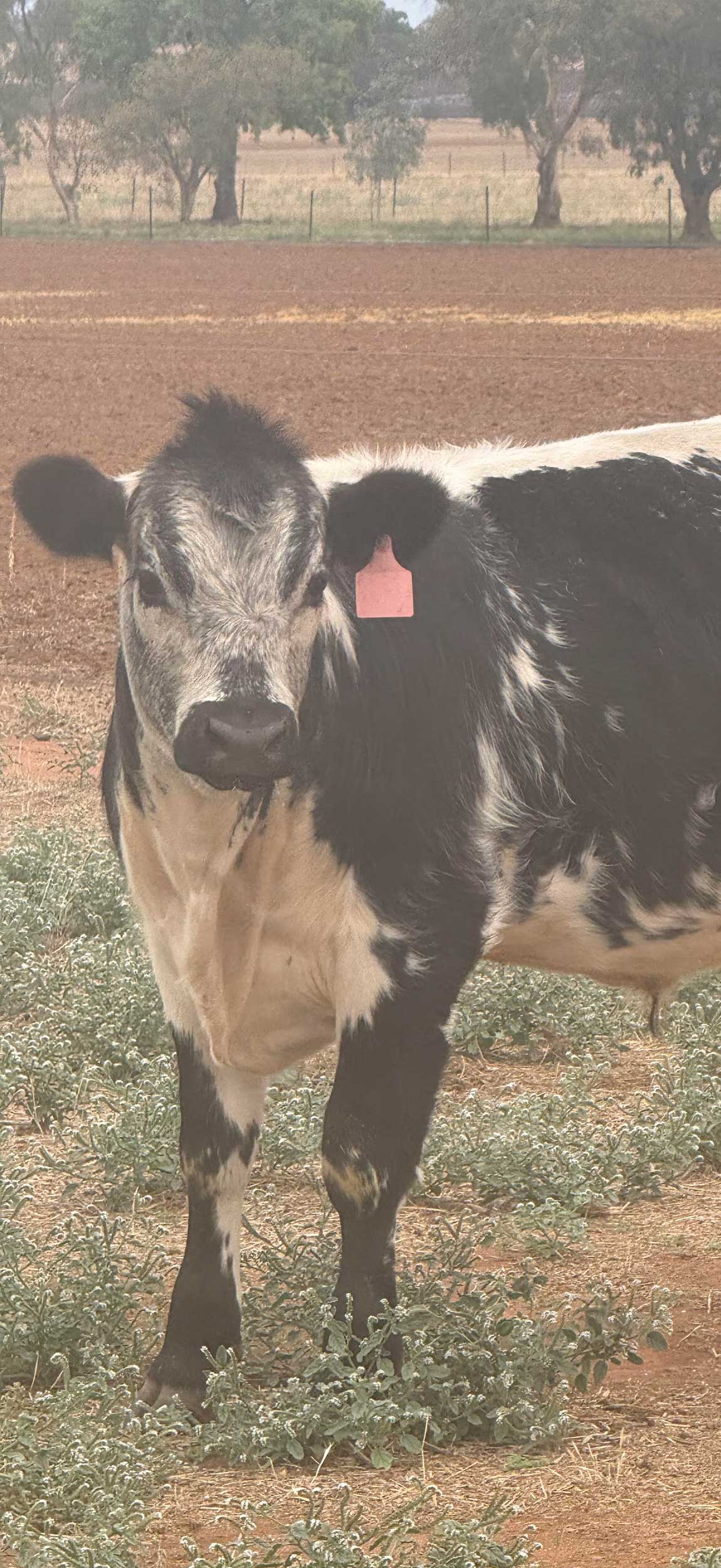 Cattle